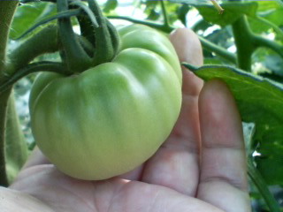tomato001.jpg