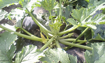 zucchini001.jpg