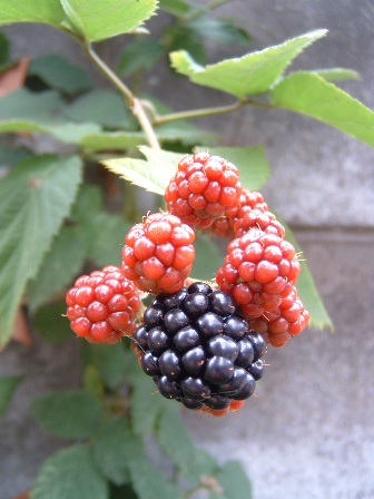 blackberry4.jpg
