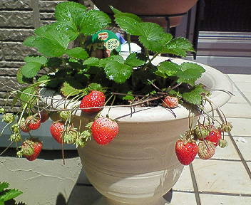 strawberry4.jpg