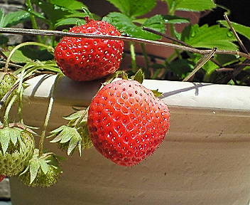 strawberry5.jpg