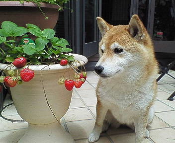 strawberry6.jpg