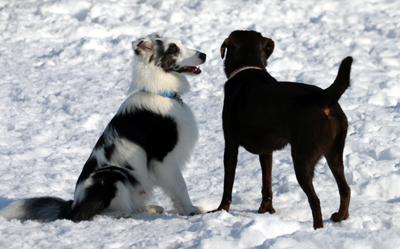 snowdogs9