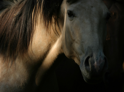 whitehorse1