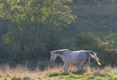 whitehorse2